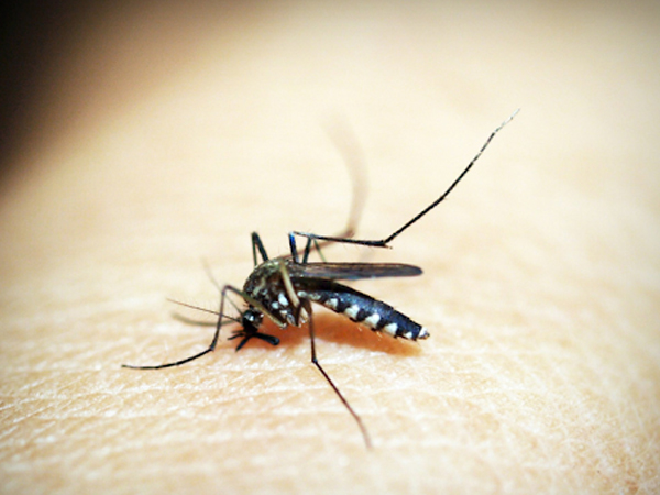 Muoi-Aedes-aegypti-la-vat-chu-trung-gian-chinh-truyen-benh-sot-xuat-huyet-Dengue.jpg